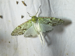 Phenax variegata