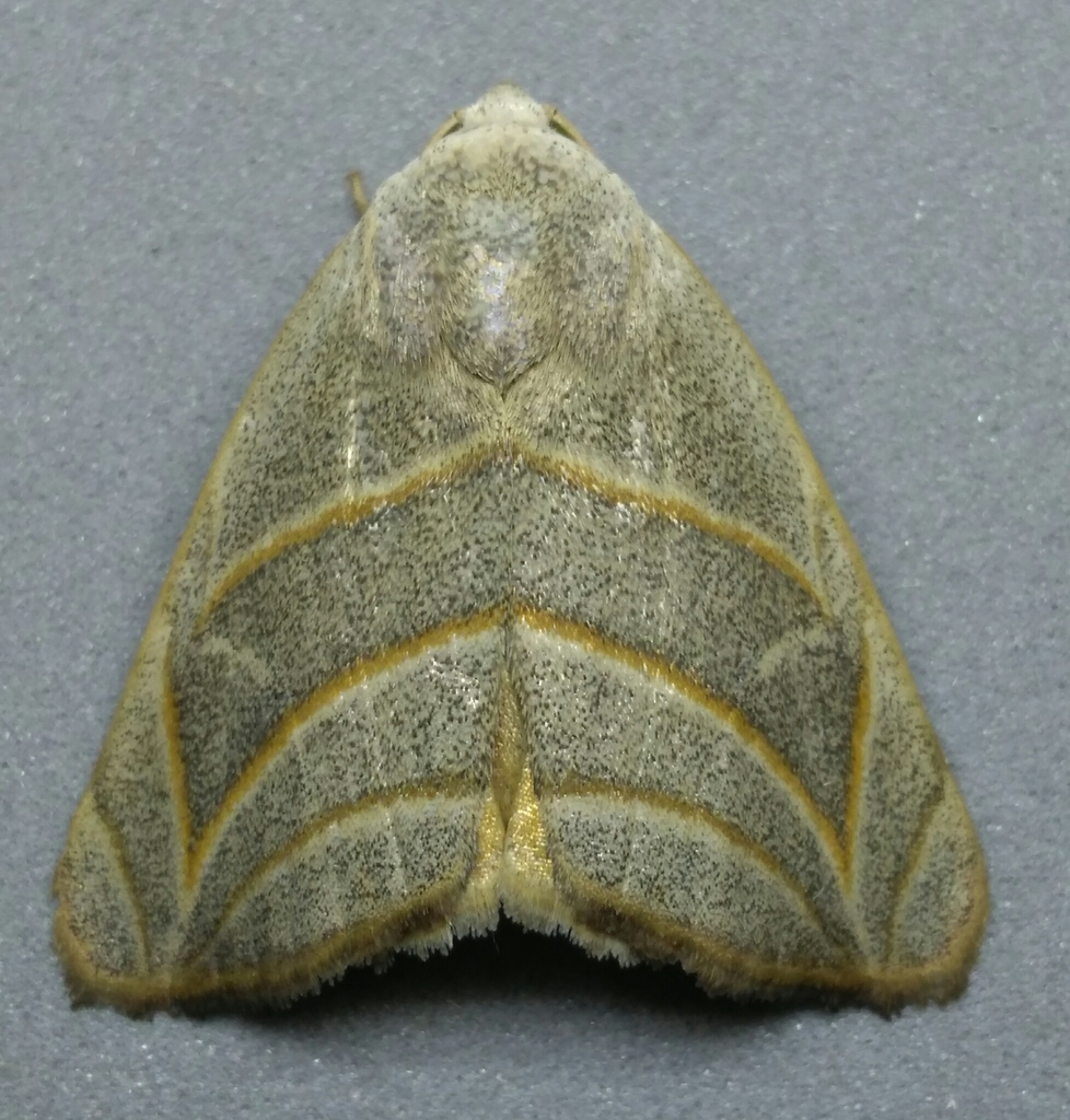 Bagisara laverna