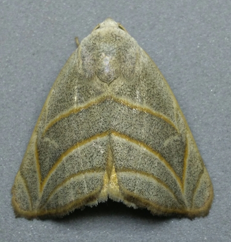 Bagisara laverna Druce, 1889