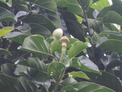 Magnolia hernandezii