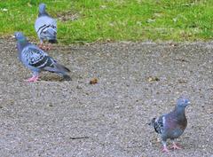Columba livia domestica