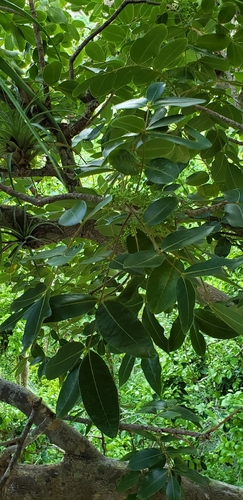 West Indian satinwood (Zanthoxylum flavum)