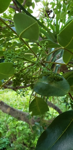 Image of Zanthoxylum flavum by (c) Heather Mazzaccaro, some rights reserved (CC BY)
