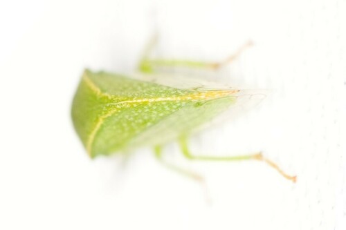 Three-cornered Alfalfa Hopper photo 6