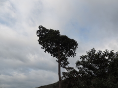 Magnolia hernandezii