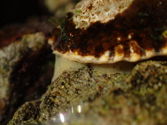 Siphonaria australis