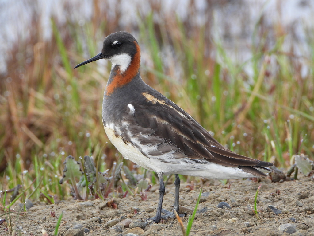 Red-necked Phalarope photo