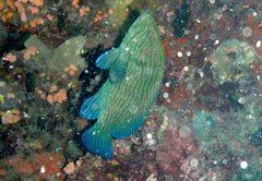 Cephalopholis formosa