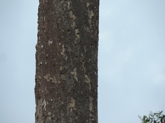 Magnolia hernandezii