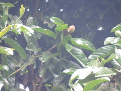 Magnolia hernandezii