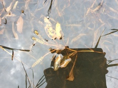 Potamogeton illinoensis