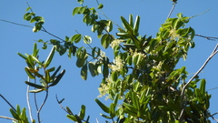 Rourea doniana