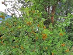 Sorbus aucuparia