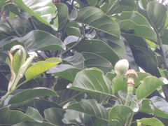 Magnolia hernandezii