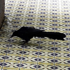 Quiscalus mexicanus