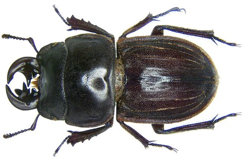 ヘルムスオオズコツノクワガタ (Geodorcus helmsi) · iNaturalist
