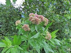 Eupatorium cannabinum