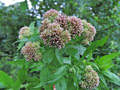 Eupatorium cannabinum