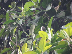 Magnolia hernandezii
