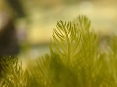 Bryopsis