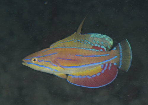 McCoskers Flasher Wrasse