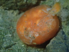 Aplidium benhami