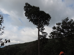 Magnolia hernandezii