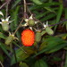 Rubus sumatranus - Photo (c) Pat Enright, some rights reserved (CC BY-NC), uploaded by Pat Enright
