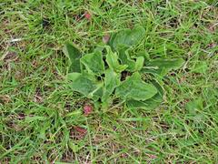 Plantago major