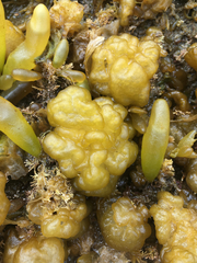 Leathesia marina