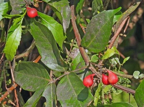 Paullinia elegans (Paullinia elegans)