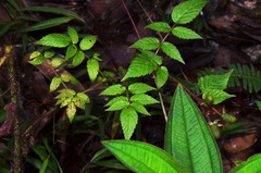 Rubus sumatranus