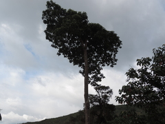 Magnolia hernandezii