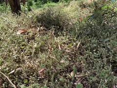 Phacelia malvifolia