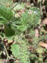 Phacelia malvifolia