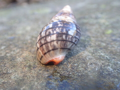Cominella virgata