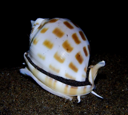 Phalium areola