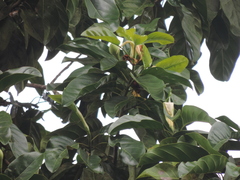 Magnolia hernandezii