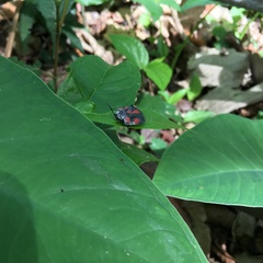 Dorynota sexplagiata