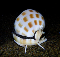 Phalium areola