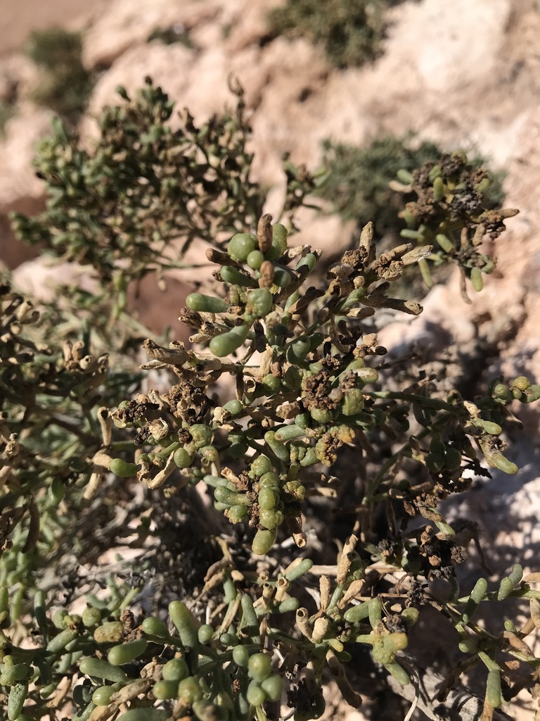 Halocnemomyia