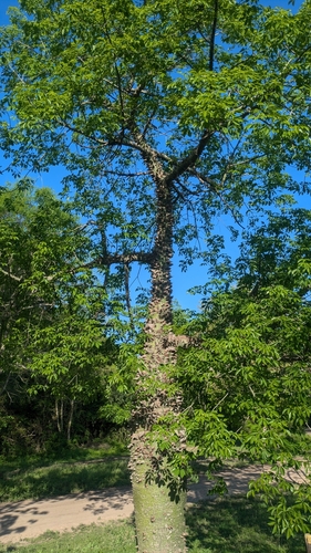 Image of Silk Floss Tree (Ceiba speciosa) by (c) Thibaud Aronson, some rights reserved (CC BY-SA)