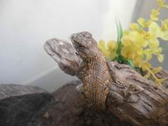 Sceloporus undulatus