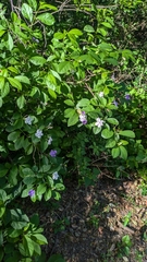 (c) Thibaud Aronson, some rights reserved (CC BY-SA) Brunfelsia australis, photograph (c) Thibaud Aronson, some rights reserved (CC BY-SA)