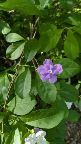 Brunfelsia australis, photograph 3
