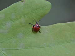 Attelabus nitens