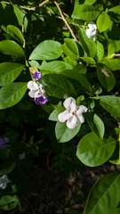(c) Thibaud Aronson, some rights reserved (CC BY-SA) Brunfelsia australis, photograph (c) Thibaud Aronson, some rights reserved (CC BY-SA)