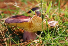 Russula nothofaginea