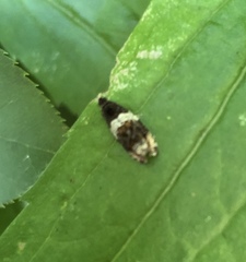 Olethreutes fasciatana