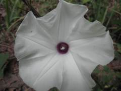 Ipomoea pandurata